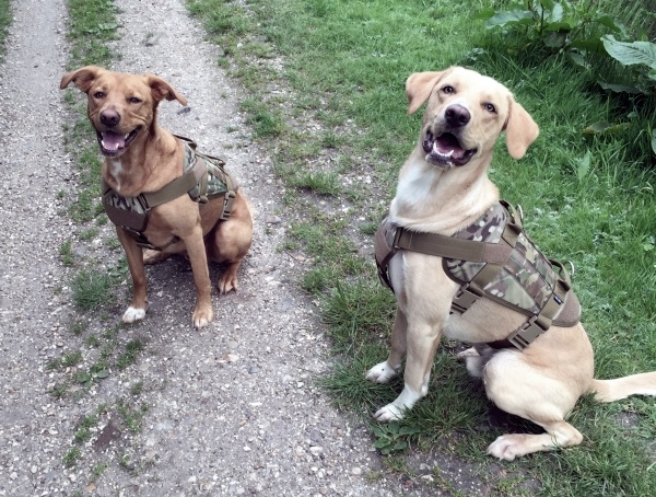 Top 15 der besten taktischen Hundegeschirre - Modular Molle Canine Vests  