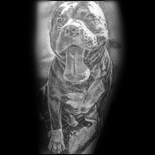 50 Pitbull Tattoo Designs für Männer - Hund Tinte Ideen  