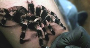 100 Spider Tattoos für Männer - ein Netz von Manly Designs  