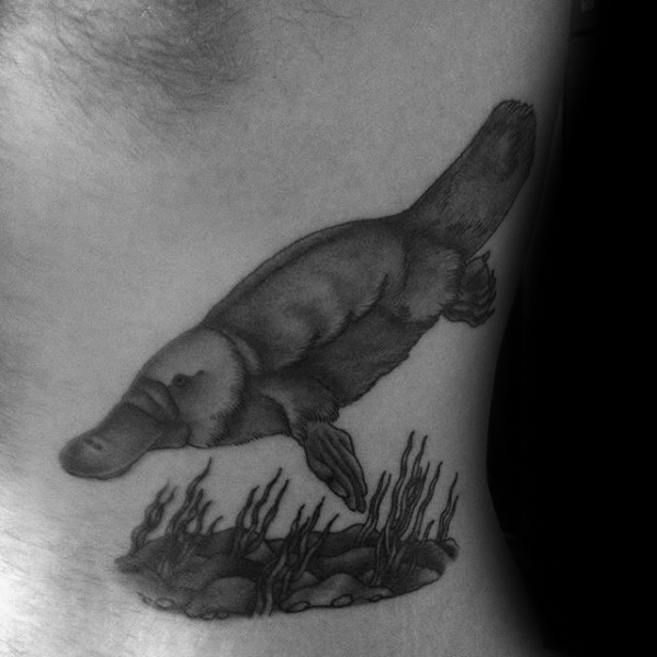 50 Platypus Tattoo Designs für Männer - Animal Ink Ideen  