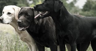 Top 38 besten Hunderassen für Männer - Treffen Sie den besten Freund des Menschen  